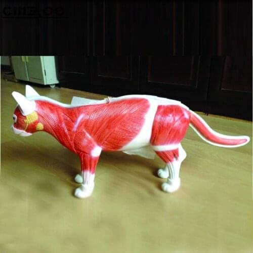 Medical Teaching Cat Animal Anatomical Model