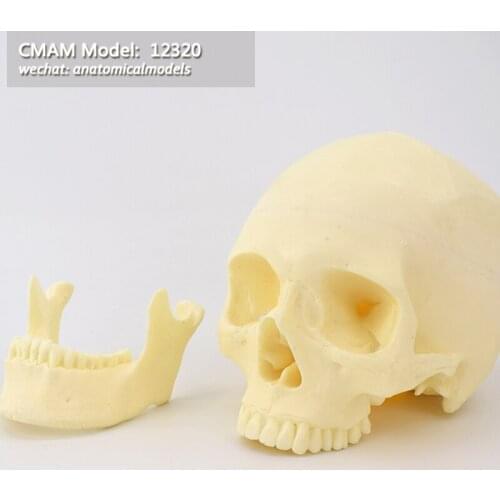 12320/ CMAM Model, Simulated Skull bone, skull, Medical Orthopaedic Operative Training Model