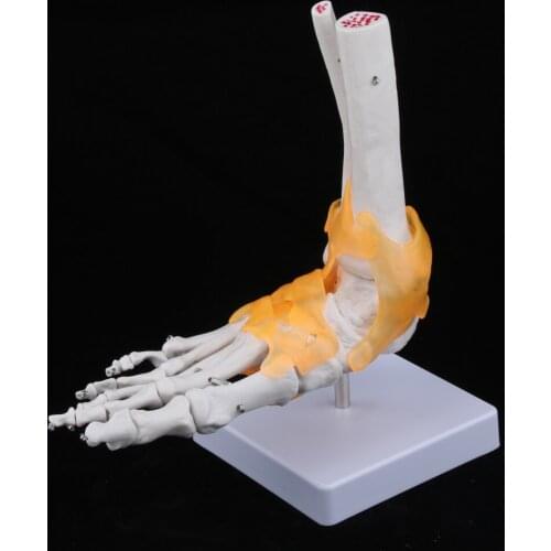 1:1 Lifesize Foot Ankle Bone Joint Model With Ligament&Base