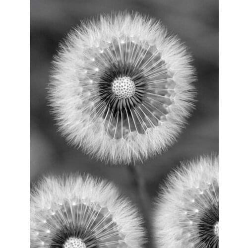 Black white photo Diamond Embroidery Dandelion Painting Rhinestones Diamond Mosaic Beadwork Painting 5d Cross-Stitch kits FG2107