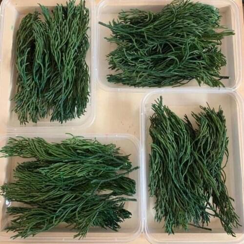 10g/Box Natural Cypress Pine Branches Leaves DIY Aromatherapy Candle Material Christmas Tree Decoration Shooting Accessories