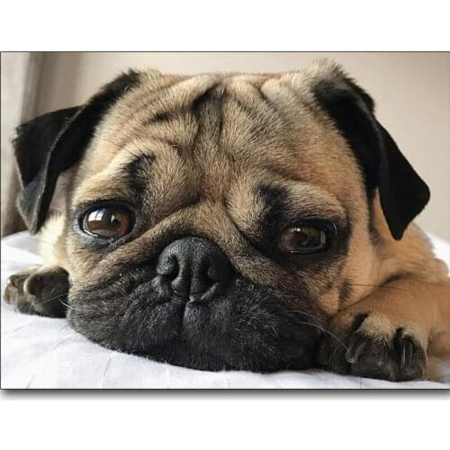 5d DIY Diamond Embroidery,Animal Dog Pug Small pets round Diamond Painting, square Cross Stitch Diamond Mosaic art,Needlework