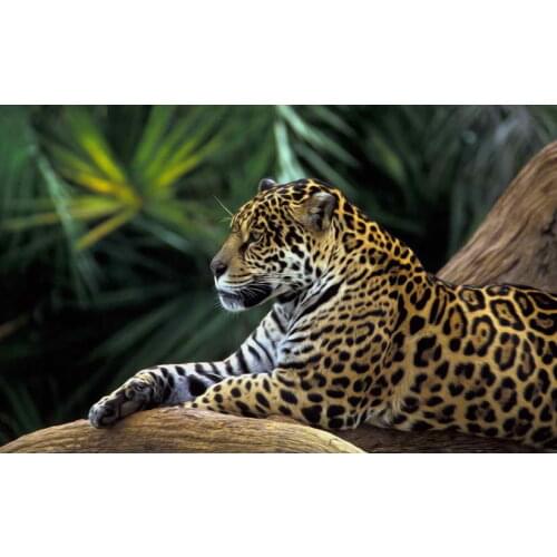 Home Decoration Art Wall Animal Jaguar Rainforest Oil painting Picture HD Printed On Canvas For Decorative gifts