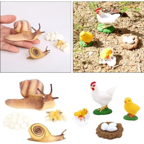 2 Set Nature Life Cycle of Snail Hen Growth Figurine Education Learning Toys