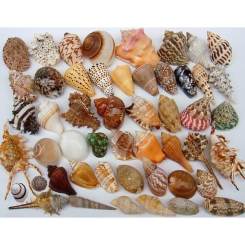 DIY spiral conch Seashells with holes Natural beach Craft home nautical Decoration for crafts Jewelry Bracelet necklace Starfish