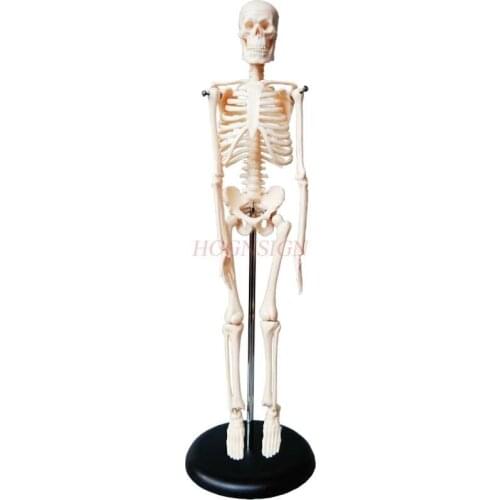 45cm Human Body Skeleton Model Skeleton Anatomy Structure Spine Skull Head Joint Activity Teaching Mould