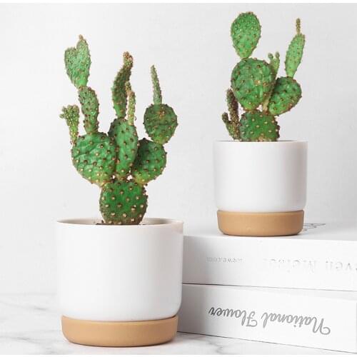 Automatic Water-Absorbing Flowerpot Succulent Plant Pot Double-layer Flower Pot Bonsai Green Dill Small Tree Plants Ornaments