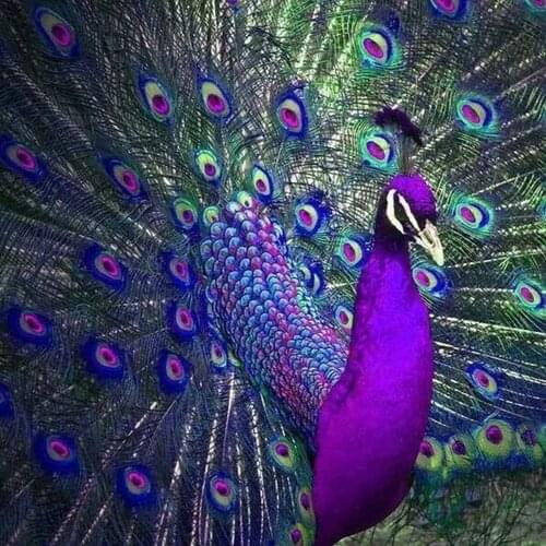 Full Drill DIY 5D Diamond Painting Purple Peacock Screen Cross Stitch Diamond Embroidery Patterns Rhinestones Mosaic 30x30cm