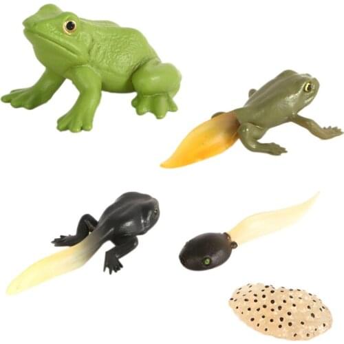 New Simulation Animal Insect Vinyl Solid Model Evolution Stage Environmental Protection Life Growth Cycle Set