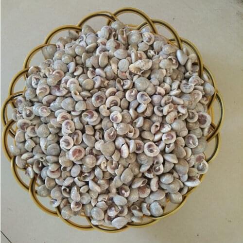 200pcs /lot natural crafts bolt starfish conch shells to table fish tank The wedding gift or decoration sea shells diy bottle