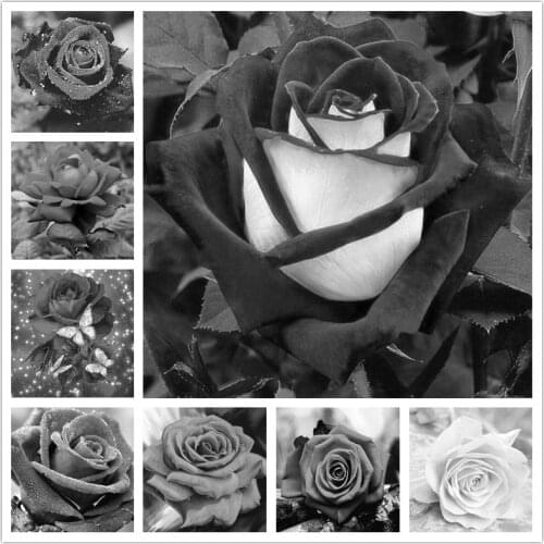 Black and white rose flower 5D DIY diamond painting 3D embroidery cross stitch kit lover flower diamond mosaic room decoration