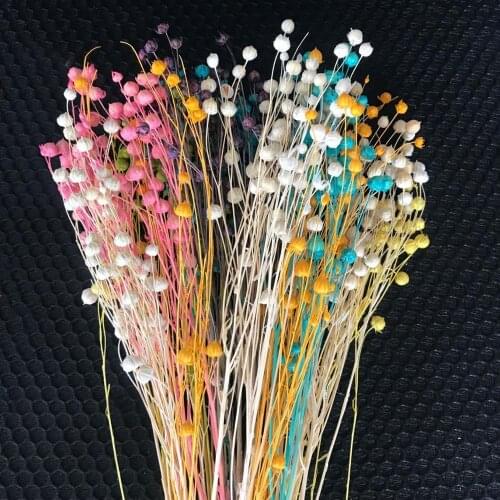 80g/30-35CM Dried Natural Plant Jumble-Beads,Dry Mini Star Fruit DIY Flower Bouquet For Wedding Decoration,Home Decor