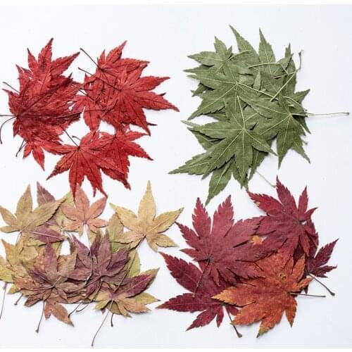 120pcs Pressed Dried Flower Maple Leaf Plants Herbarium For Epoxy Jewelry Bookmark Phone Case Makeup Nail Art Craft DIY