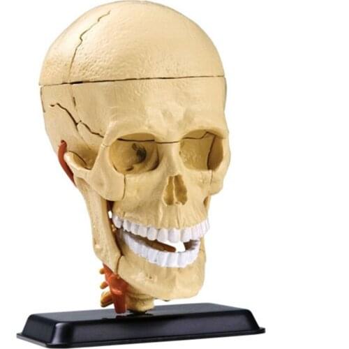 3D Mini Human skull assembly model 31 pcs Assembled Human Anatomy Model Gift for Children