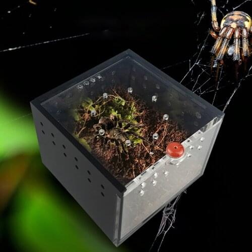 Spider Box Reptile Climbing Pets Keeping The Palace Lizard Silkworm Baby Scorpion Unicorn Fairy Beetle Insect Black Acrylic