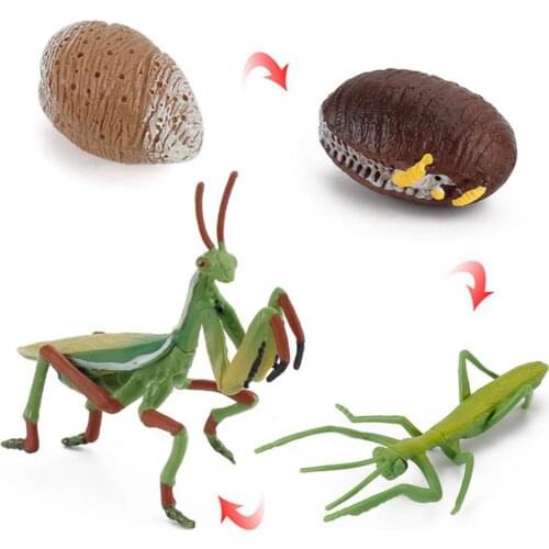 4Pcs/Set Insects Life Cycle Figurines Early Cognitive Education Model Ornament Education Model Ornament Early Cognitive
