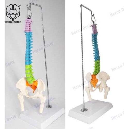 45cm Miniature colour Spine Anatomy Model, 15.5" Mini Vertebral Column Model Details Vertebrae, Spinal Nerves, Lumbar & Pelvis