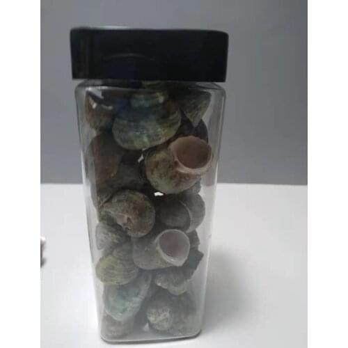Natural green large conch fish tank beach decoration Product as shown
