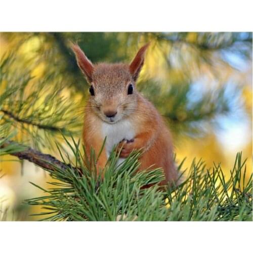 Diamond mosaic diy diamond painting cross stitch patterns 5d diamond embroidery squirrel icon crystal needlework hobbies craft