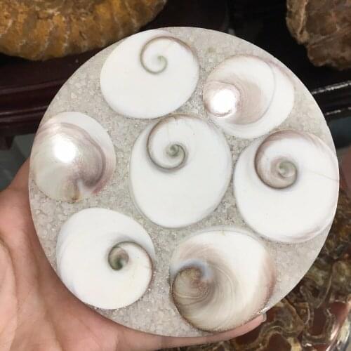 12cm Natural Conch Ammonite Fossil Slices Specimens Home Decoration 130g