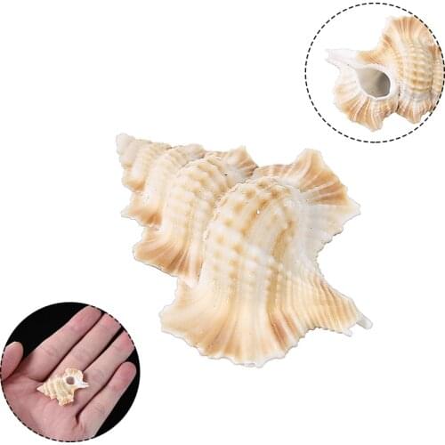 1pc 50-60mm Natural Conch Shell Fish Tank Decoration Ornaments Seashells Conch Embellishment Supplies