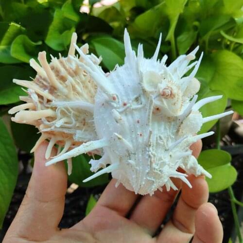 Natural large shell 10-15cm sea Spondylusseashells conchwhite shellsshell bigwhite seashells