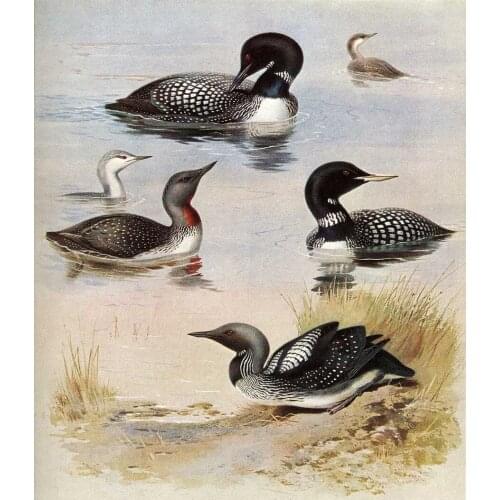 Stunning Oil painting nice birds ducks swimming free shipping for all buyers