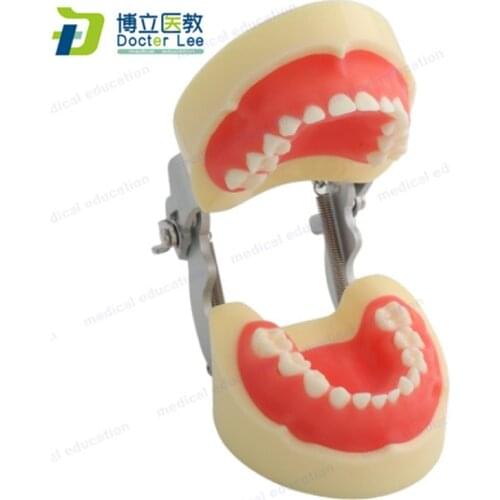Removable Primary Teeth Pink Soft Gingiva for Dental Practice and Study with Free Screw Driver and Screw
