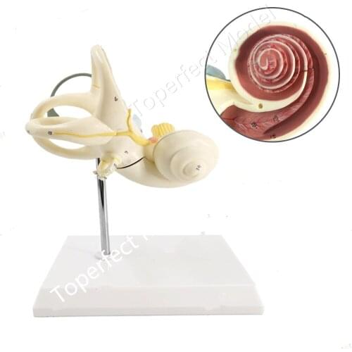 2 Times Two Parts Human Ear Semicircular Canal Cochlea Anatomical Model Inner Ear Ear Labyrinth Model