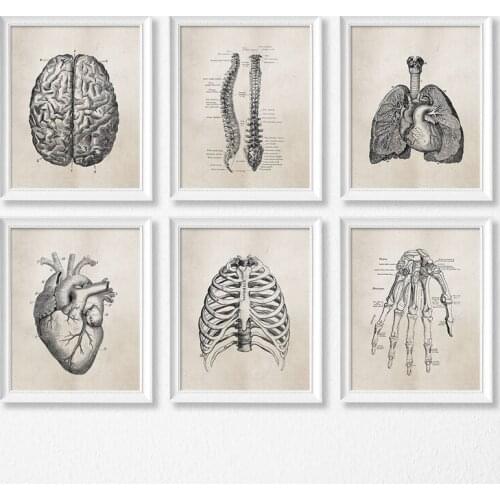 Human Anatomy Science Vintage Posters Art Prints , Medical Anatomy Canvas Painting Medical Doctor Clinic Wall Pictures Decor