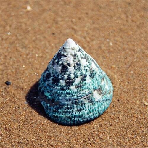 Natural conch shells small green tower green 4-6CM aquarium landscaping Home Decoration natural starfish nautical ornaments