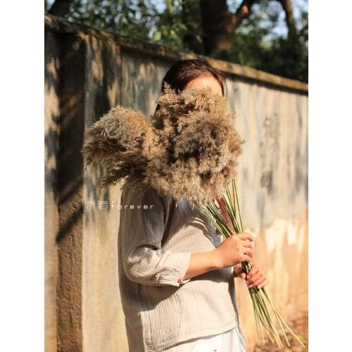 Natural Wild Reed Dried Flower Water Edge Small Reed Wedding Layout Scene Dress up Pampas Grass fall decor home decor