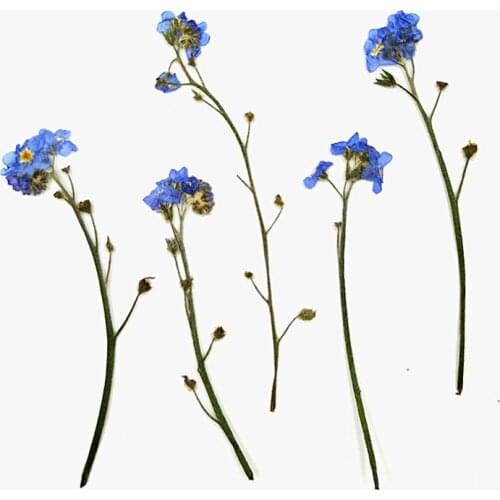2020 New Dry Flowers 100PCS Dried Narcissus Flowers One Bag diy for Manicure Beauty Wending Inside Book Home Decoration