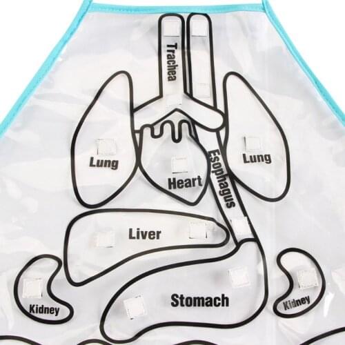 Anatomy Organs Apron Human Body Organs Aware Early Educational Toy Teaching Aids D0AF