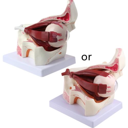 3 Times Human Eyeball and Eyelid Skeleton Model Orbit Anatomical Study Display Teaching Resource Tool