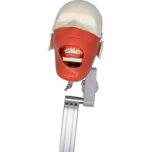 Dental Phantom Head Simulation Dental Training Teeth Head model Install to Dental Chiar Dentist Practise Model