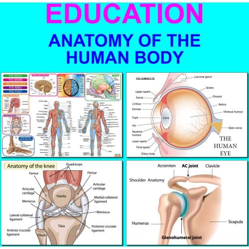 29style Choose HUMAN ANATOMY AND MUSCLES PICTURE Art Film Print Silk Poster for Your Home Wall Decor 24x36inch