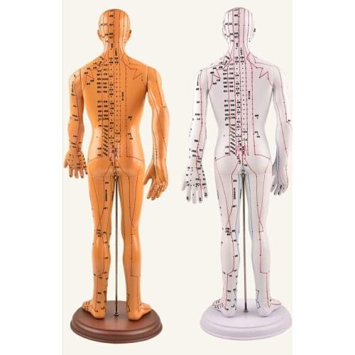 Acupuncture Human Body Model Teaching Aid Arm Whole Body Medical Female Mannequin
