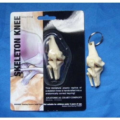 Knee joint Keyring human model accessories free shipping