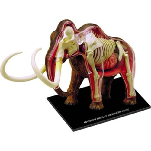 Animals Anatomical Model Children Puzzles Assembled Toys Mammoth Bones Organs Anatomy Medical Teaching Aids Model Building Kits