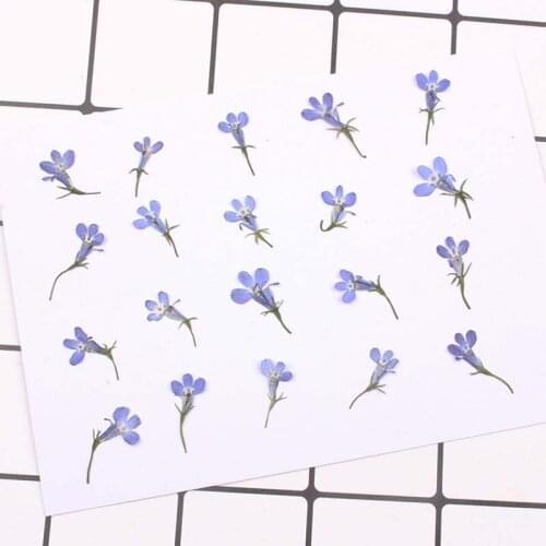 1.5CM Head Real Mini Dry Six Times the Ripeness Dried Natural Pressed Flower Heads For Floral Sticker Beauty Nail Art,Bookmarks