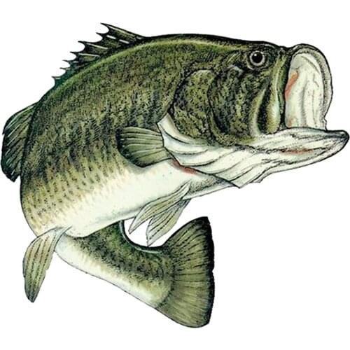 Bass Fish Sticker Decal Fishing Bumper Sticker Large Mouth Fish Auto Decal for Car Truck Boat RV Rod Tackle Box,20cm*17cm
