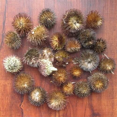 Echinacea Coneflower,Herb Dried Flower ~ Echinacea Purpurea