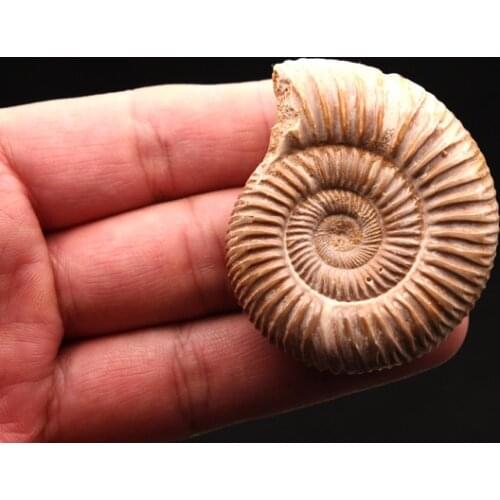 Natural white shell fossil furnishing ore