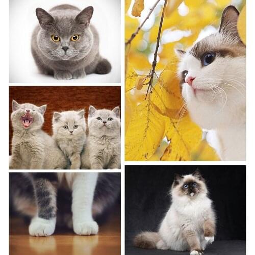 5D Cute Pet DIY Diamond Painting Cat Series 2 Diamond Embroidery Cross Stitch Kit Mosaic Exquisite Living Room Wall Decoration