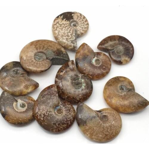 The snail ammonite fossils minerals from Morocco to multicolor Home decoration