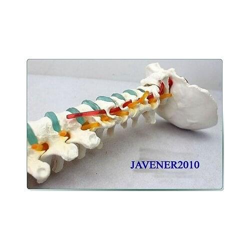 29"inch Human Anatomical Spine Pelvis Medical Model Leg Bones + Stand