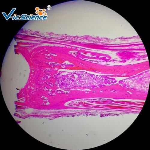 24 basic histology Microscope prepared slides for Medical and Teaching expriments