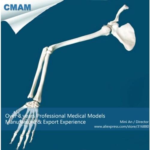 CMAM/12360 Upper limb bone, shoulder, Medical Extremities Anatomical Human Model
