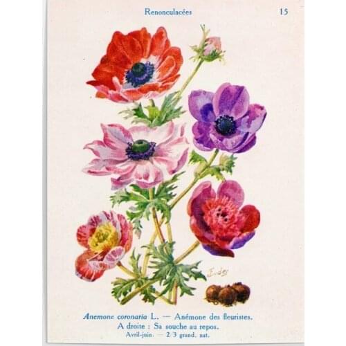 Canvas Printed Anemone Coronaria Painting Wall Artwork Poster Vintage Modern Home Decoration Modular Pictures For Living Room